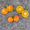 366 Marizol Magic Tomato, 5 Seeds