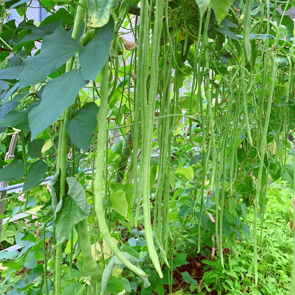 Fengchan 168 Yardlong Bean Seeds, 20g