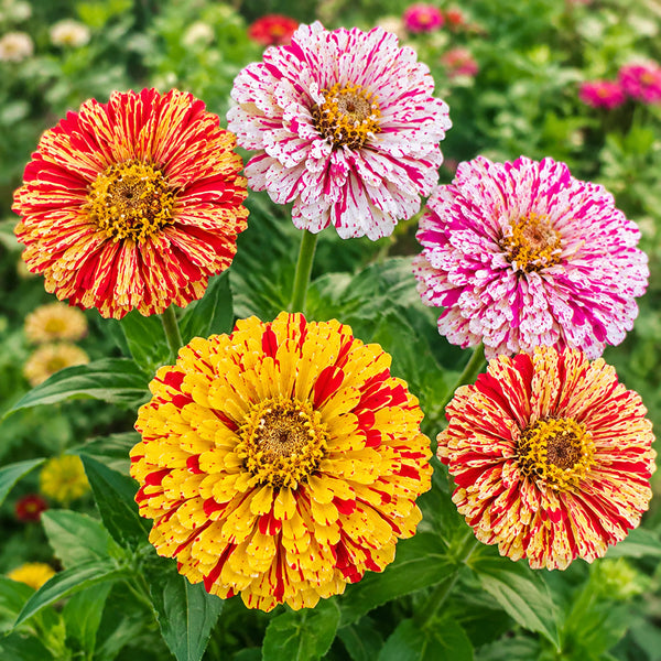 W1354 Peppermint Stick Zinnia Mix, 100 Seeds