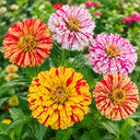 W1354 Peppermint Stick Zinnia Mix, 100 Seeds