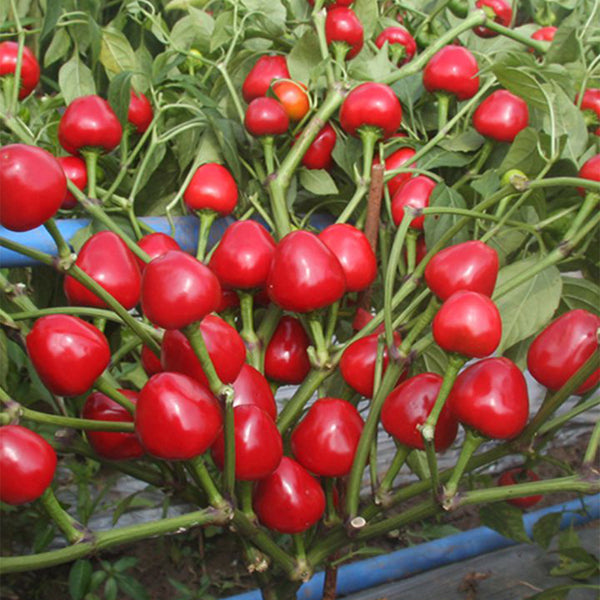 Jinjiao Hongtanzi Chili Pepper Seeds