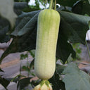 White Jade No.1 Luffa Seeds, 10g