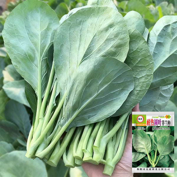 Heat-Tolerant Round-Leaf Chinese Kale Seeds, 20g