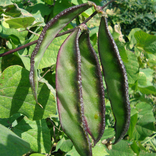 Hyacinth Bean Seeds, 5g Per Bag