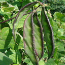 Hyacinth Bean Seeds, 5g Per Bag