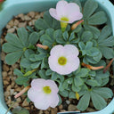 Oxalis flava Series Bulb - ‘lavender form’, 12 Bulbs
