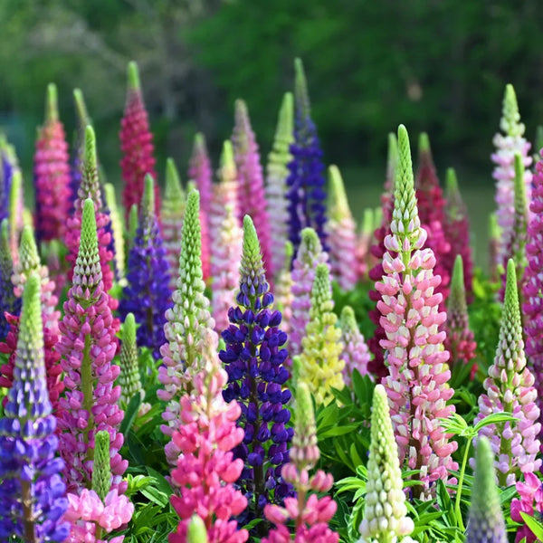 Mixed Color Lupine, 1g