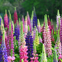 Mixed Color Lupine, 1g