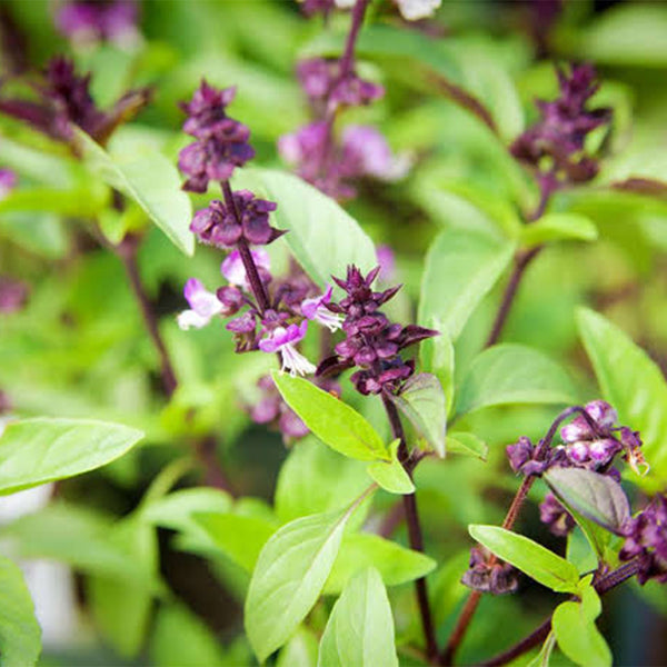 Licorice Basil, 100 ~ 150 Seeds