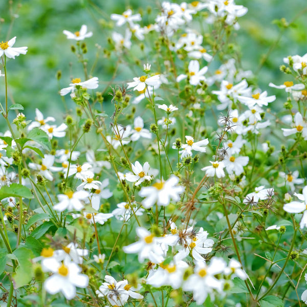 White-Flower Sandbur Seeds, 200 Seeds