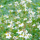 White-Flower Sandbur Seeds, 200 Seeds