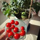 Siberian Mini Greenhouse Tomato Seeds, 5 Seeds