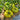 305 Dwarf Rebel Yellow-Green F4 Tomato, 5 Seeds