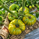 305 Dwarf Rebel Yellow-Green F4 Tomato, 5 Seeds