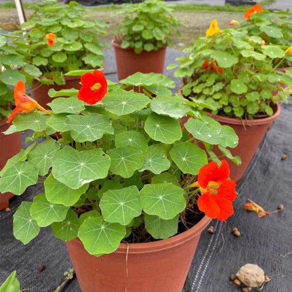 Hezhichun Red Nasturtium Seeds, 10g