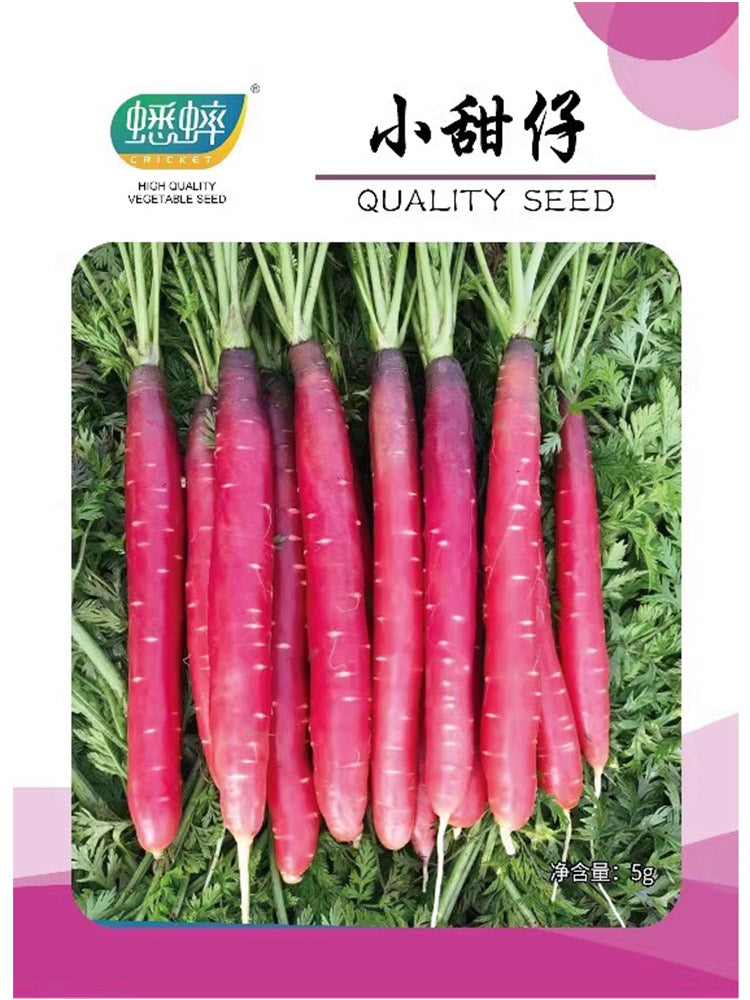 Purple-red Carrots, Pack of 1500