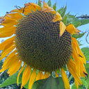 Dwarf Edible Sunflower Seeds, 10g