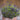 Narrowleaf Lavender, 200 Seeds