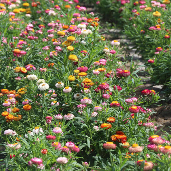 Tall Strawflower Mix, 100 Seeds