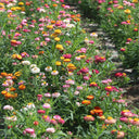 Tall Strawflower Mix, 100 Seeds