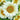 'White Moonlight' Sunflower, 6 Seeds
