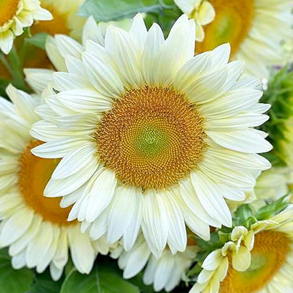 'White Moonlight' Sunflower, 6 Seeds