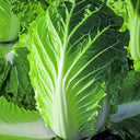 Super Green Pioneer Chinese Cabbage, 5 × 4g Bags