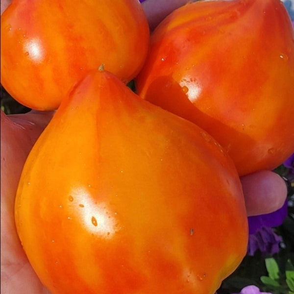 758 Pineapple Strawberry F2 Tomato, 5 Seeds