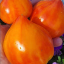 758 Pineapple Strawberry F2 Tomato, 5 Seeds
