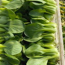'Hefeng' Shanghai Bok Choy Seeds, 20g
