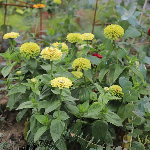 Green Envy Zinnia Seeds, 100 Seeds