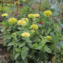Green Envy Zinnia Seeds, 100 Seeds