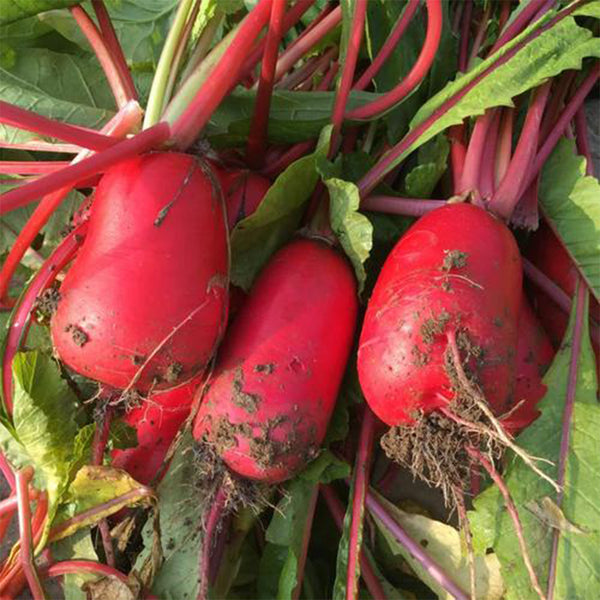 'Guanhong No.3' Radish Seeds, 20g