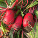 'Guanhong No.3' Radish Seeds, 20g