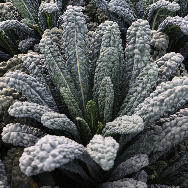 Lacinato Kale (Brassica oleracea var. palmifolia)