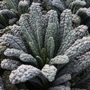 Lacinato Kale (Brassica oleracea var. palmifolia)