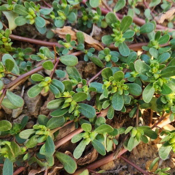 Dutch Purslane Seeds, 10g