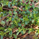 Dutch Purslane Seeds, 10g