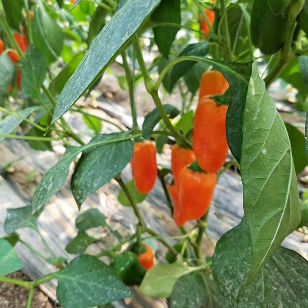 Mixed Color Fruit Pepper, 80 Seeds