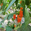 Mixed Color Fruit Pepper, 80 Seeds