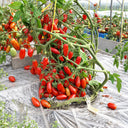 544 Minos Finger Tomato, 5 Seeds