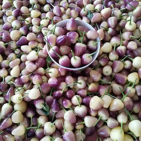 Pearl Ornamental Pepper Seeds, 200 Seeds