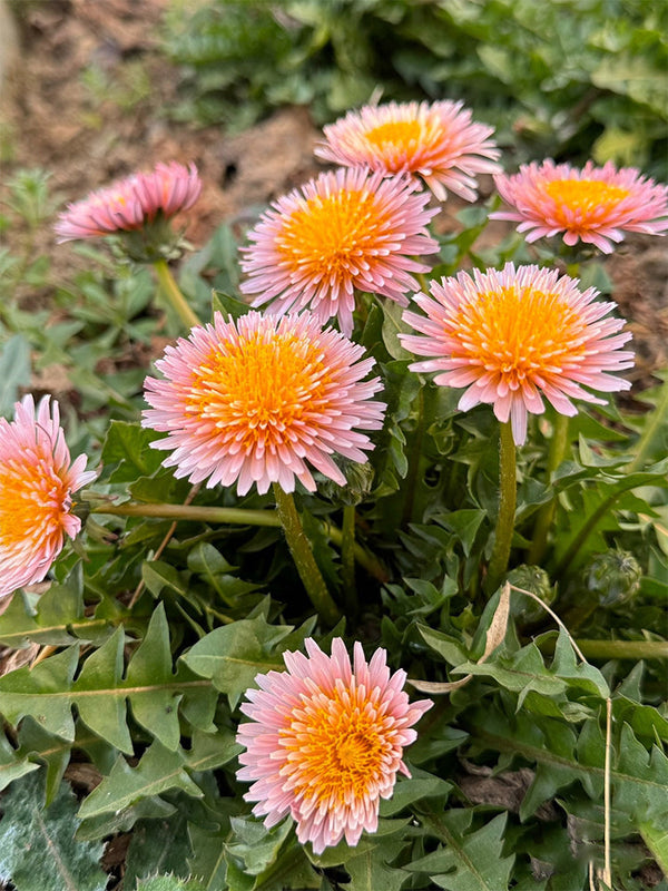 Pink Dandelion