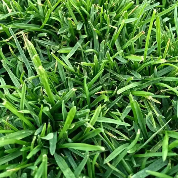 Poa pratensis 'Fargo BT' Seeds, 200g