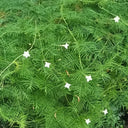 White Cypress Vine, 100 Seeds
