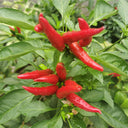 Blazing Upright Cluster Pepper Seeds, 0.5g