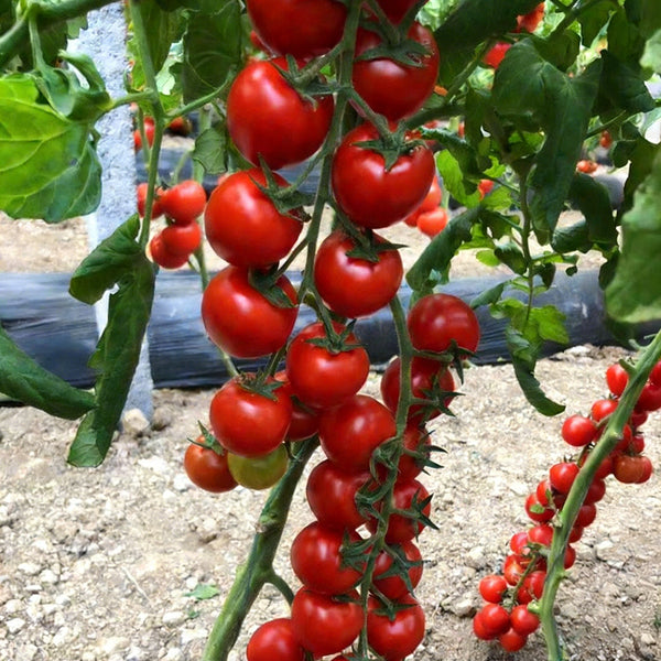 Pearl Falls Tomato, 20 Seeds