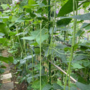 Green General Yardlong Bean Seeds, 15 Grams ≈ 80 Seeds