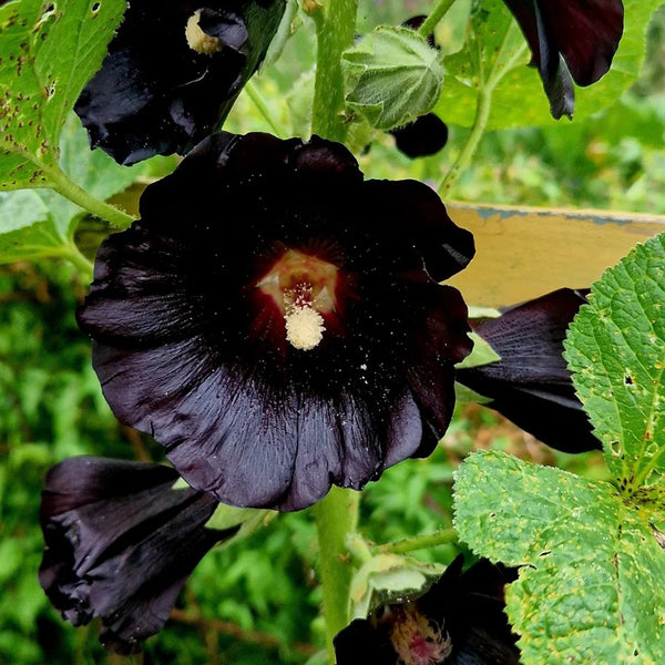 Single Midnight Black Hollyhock, 100 Seeds