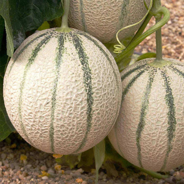 No.8 Red Cantaloupe Hybrid, 50 Seeds